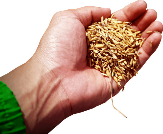 Eine Hand mit Getreidekörnern – Motiv der bestehenden LINBEC-Website